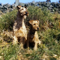 Picture of irish terrier and puppy sitting