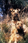 Picture of irish terrier and puppy with backdrop of bracken