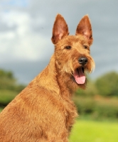 Picture of Irish Terrier head study