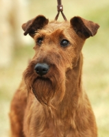 Picture of Irish Terrier head study