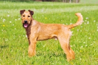 Picture of Irish Terrier in field