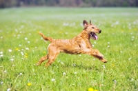 Picture of irish terrier in motion