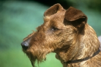 Picture of irish terrier in show trim, head study