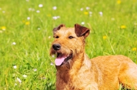 Picture of irish terrier lying down