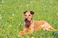 Picture of irish terrier on grass