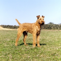 Picture of irish terrier on grass