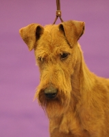 Picture of Irish Terrier on purple background