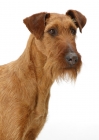 Picture of Irish Terrier on white background, portrait 