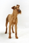 Picture of Irish Terrier on white background, looking up