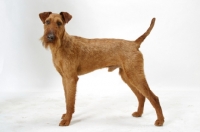 Picture of Irish Terrier on white background