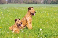 Picture of irish terrier pair in a field
