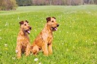 Picture of Irish Terrier pair looking aside