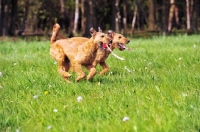 Picture of Irish Terrier pair playing 