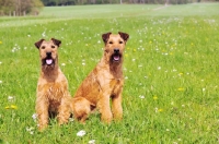 Picture of Irish Terrier pair