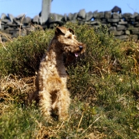 Picture of irish terrier sitting