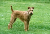 Picture of irish terrier standing on grass