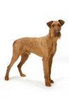 Picture of Irish Terrier standing on white background