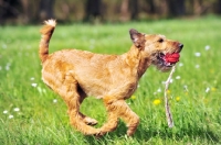 Picture of irish terrier with ball on string