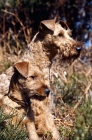 Picture of irish terrier with puppy