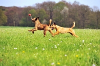 Picture of irish terriers playing