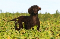 Picture of Irish Water Spaniel amongst greenery