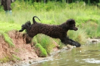 Picture of Irish Water Spaniel diving into water