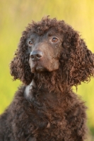 Picture of Irish Water Spaniel head study