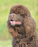 Picture of irish water spaniel head study