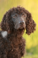 Picture of Irish Water Spaniel head study, looking away