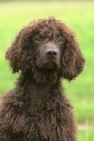 Picture of Irish Water Spaniel head study