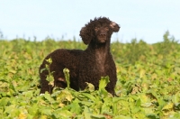 Picture of Irish Water Spaniel in field