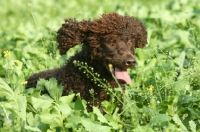 Picture of Irish water spaniel in greenery