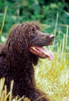 Picture of Irish Water Spaniel looking ahead