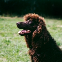 Picture of irish water spaniel looking pleased