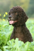 Picture of Irish Water Spaniel portrait in field