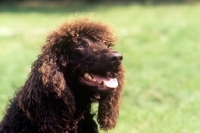 Picture of irish water spaniel, portrait