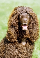 Picture of Irish Water Spaniel portrait