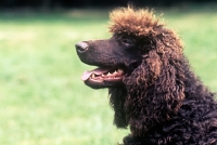 Picture of irish water spaniel, portrait