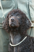 Picture of Irish Water Spaniel, portrait