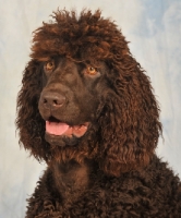 Picture of Irish Water Spaniel portrait