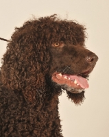 Picture of Irish Water Spaniel profile