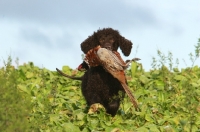 Picture of Irish water spaniel retrieving a pheasant