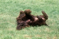 Picture of irish water spaniel rolling,