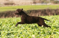 Picture of Irish Water Spaniel running in field