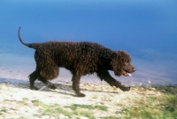 Picture of irish water spaniel, sh ch kellybrook joxer daly, striding out at lakeside, kellybrook joxer daly
