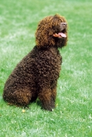 Picture of Irish Water Spaniel sitting on grass