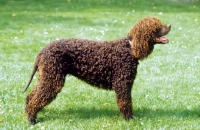 Picture of Irish Water Spaniel standing on grass