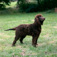 Picture of irish water spaniel standing on grass