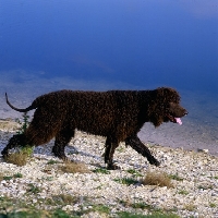 Picture of irish water spaniel striding out sh ch kellybrook joxer daly, by waters edge