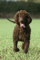 Picture of Irish Water Spaniel walking in field